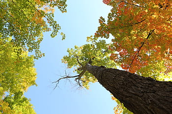 low-angle photography, brown, green, tree, clear, blue, sky, daytime, low, angle, photography