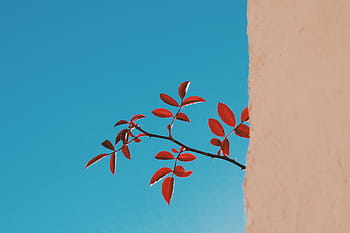 red leafed plant, focus, photography, red, leaves, plant, branch, blue, sky, window, day