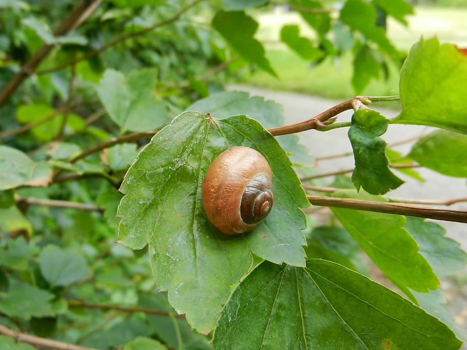 snail, winniczek, crawl, animal, nature, rain, horns, seashell, tree, leaf, green