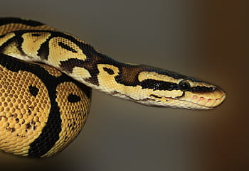superficiale, fotografia a fuoco, Marrone, pitone, serpente, pitone palla, python regius, bellezza, d'oro, ballpyhton, pastello
