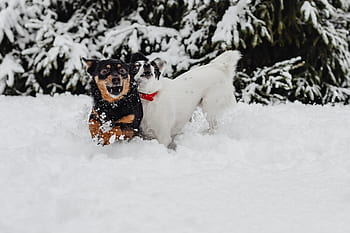 pequeño, perros, invierno, jugar, diversión, nieve, gracioso, animales, mascotas, lindo, blanco