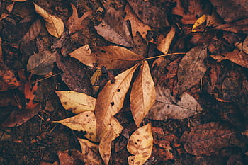 le foglie, pianta, giardino, verde, autunno, vecchio