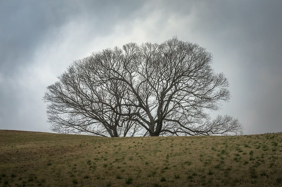 Graustufenfotografie, kahler Baum, grau, Himmel, Holz, Feld, Natur, Zweig, Pflanzen, Kurve, Landschaft