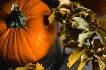 otoño, halloween, acción de gracias, calabaza