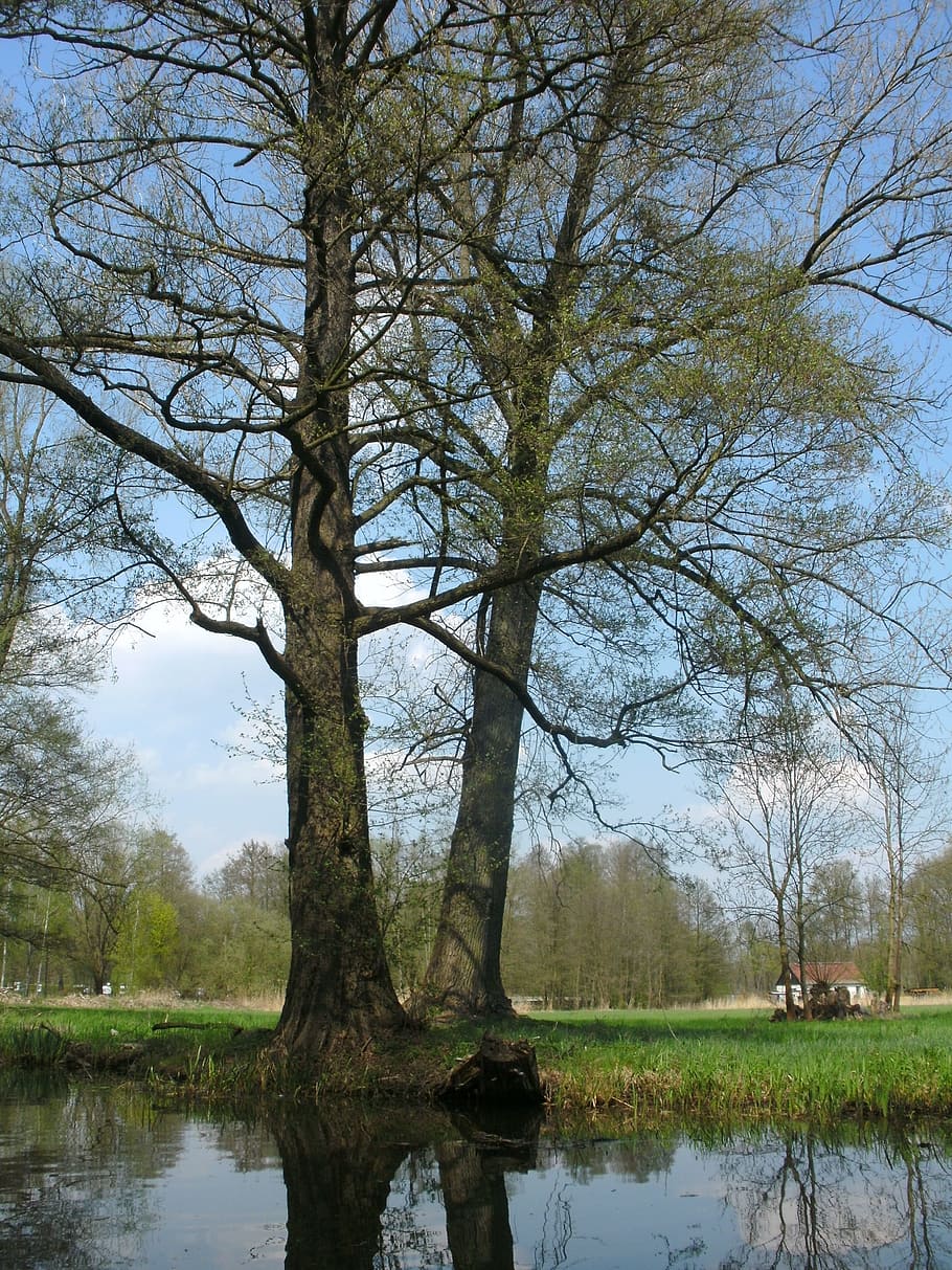 spreewald, voda, Příroda, krajina, řeka, spree, strom