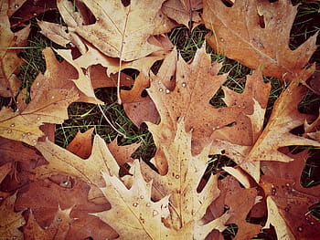 pile, withered, leaves, green, grass, green grass, brown, yellow, autumn, leaf, nature