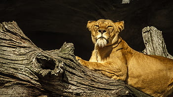 singa betina coklat, panthera leo, singa, singa betina, betina, kebun binatang, hagenbeck, hamburg, kucing, istirahat, kekhawatiran