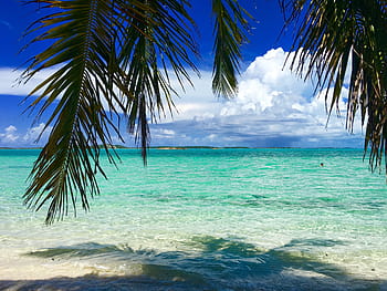 spiaggia, Palma, bahamas, caraibico, oceano, isola, sabbia, vacanza, viaggio, blu, turchese