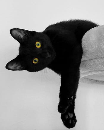 Černá, kočka, ležící, šedá, podložka, fotografie, bombay cat, Černá kočka, kočičí oči, odpočinek, domácí kočka