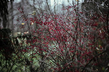 caminar, bosque de otoño, otoño, bosque, hojas, madera, plantas, árboles, troncos, rama, naturaleza