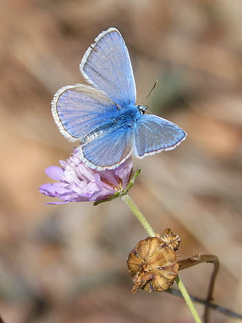 butterfly, polyommatus icarus, blue butterfly, libar, wild flower, blaveta commune, insect, nature, animal, animal Wing, butterfly - Insect