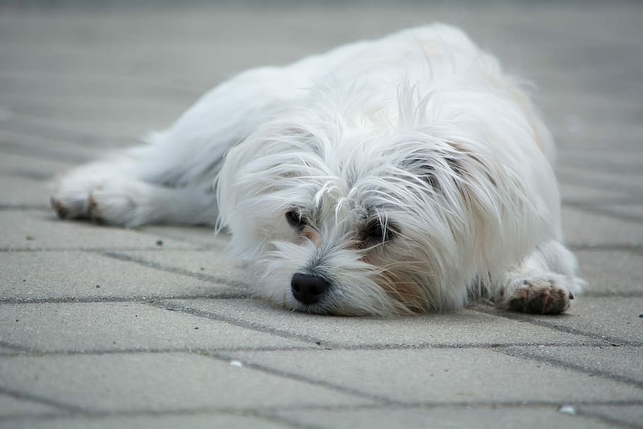 maltese puppy, lying, ground, daytime, Dog, White, Small, small dog, space, long hair, long haired