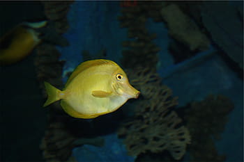 subacqueo, foto, giallo, pesce domestico, codolo, pesce, nuoto, temi animali, acqua, un animale, animali allo stato selvatico