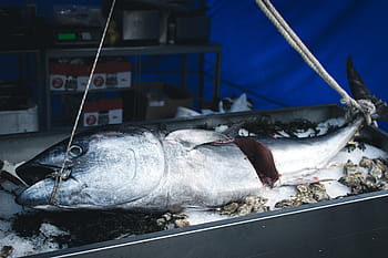 market, Tuna, fish, sea, seafood, fishing Industry, fishing, fisherman, food, prepared Fish, nautical Vessel