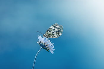 farfalla di paperkite, arroccato, blu, fiore petalo, farfalla, animale, insetto, vicino, scacchiera, scacchiera-farfalla, tavola da donna