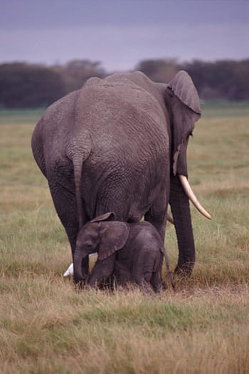 Elephants, Wildlife, mother, baby, nature, africa, animals, young, pachyderm, animal wildlife, elephant