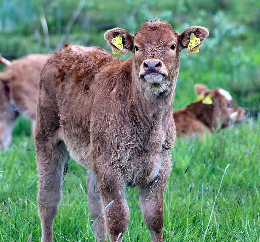 brown, swiss, Brown Swiss, Bos Primigenius Taurus, livestock, calf, cattle breed, grass, animal themes, focus on foreground, young animal