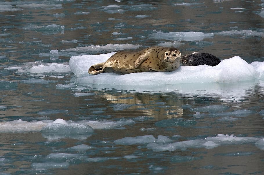 přístavních tuleňů, led, hledá, pobřeží, Aljaška, národní park kenai fjordy, usa, námořní, volně žijících živočichů, Příroda, voda