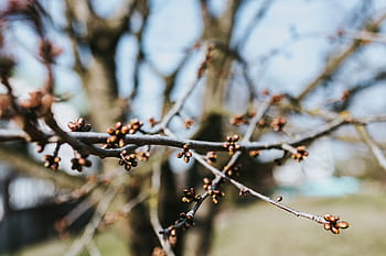 caminar, bosque de otoño, otoño, bosque, hojas, madera, plantas, árboles, troncos, ramas, naturaleza