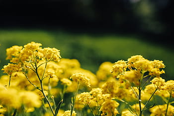 pequeñas flores amarillas, pequeño, amarillo, flores, verano, flora, naturaleza, floración, floreciente, planta, primavera