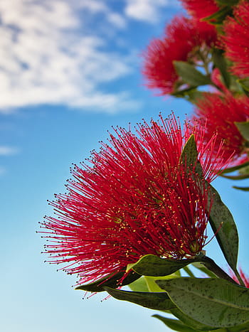 photo en gros plan, rouge, fleur pétale, peu profond, concentrer, la photographie, fleur, la nature, plante, ciel, des nuages
