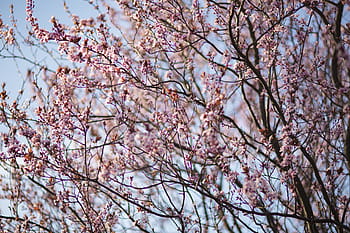 flores rosadas de la primavera, rosa, flores primaverales, flores, flora, cielo azul, floreciente, primavera, flor, ramita, rama