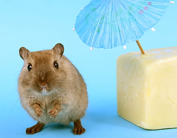 animal, attractive, beautiful, brown, cheese, close, conceptual, creature, critter, cute, domestic