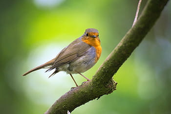 evropský robin pták, červenka, pták, zahrada, erithacus rubecula, zavřít, malý pták, malý, zpěvní ptáci, zahradní pták, jednoho zvířete
