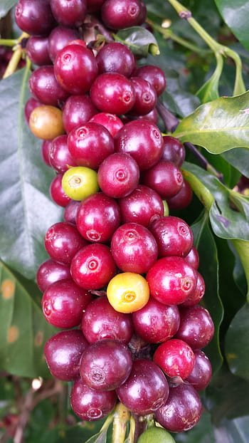 closeup, red, fruits, coffee, farm, roça, minas, plant, brazil, coffee bean, coffee cherry