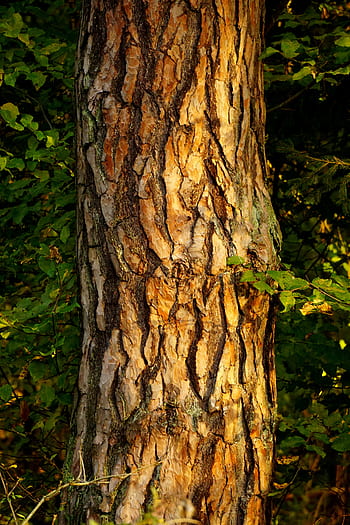 tree, bark, tribe, wood, log, plant, structure, nature, forest