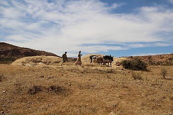 Afrika, Eritrea, landbrug, okse, fattigdom, elendighed, plateauet af eritrea, plateau, bønder, pløje, natur
