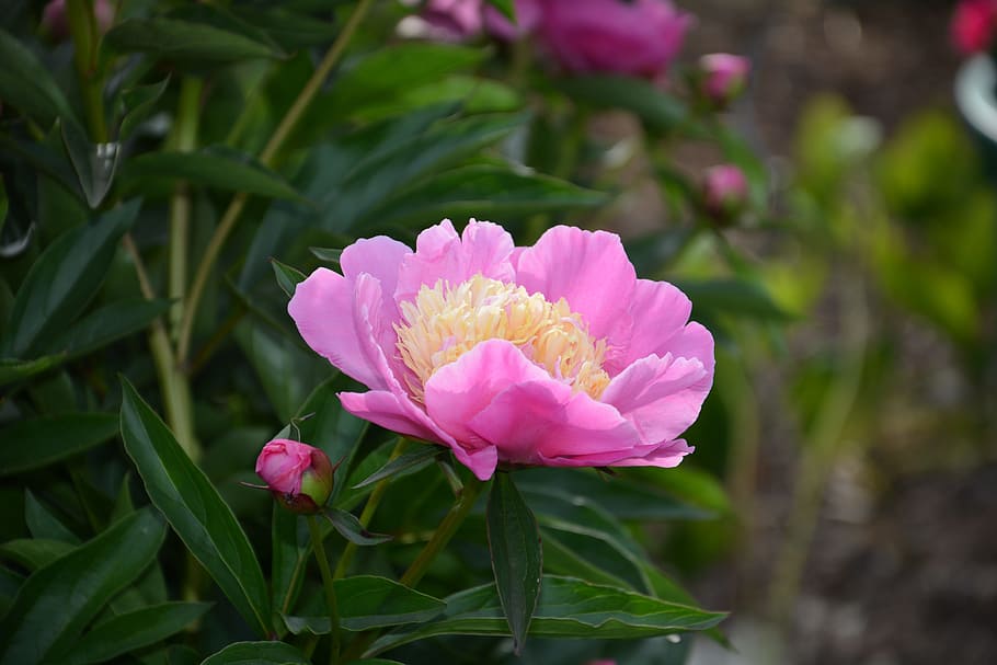 flower, plant, peony, pink flower, pink, garden, nature, pion