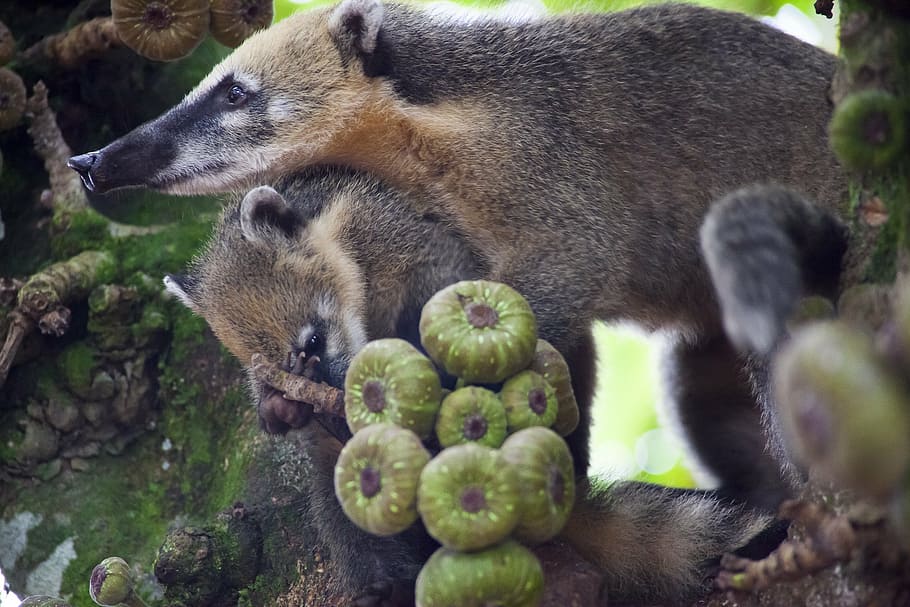 coati, tree, climb, jungle, wild life, brazil, missions, argentina, fauna, south america, tender