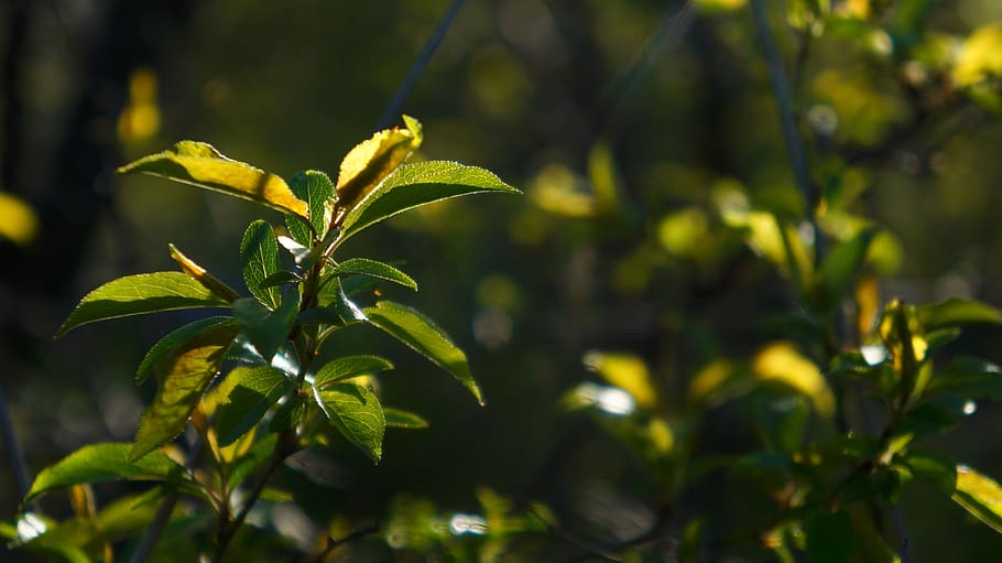 natura, piante, ramoscelli, giovane, verde, volantino, albero, primavera