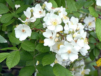 patch of brambles, white flowers, blackberries, fruit, berries, spring, rosacea, thorns, spice, nature, flower