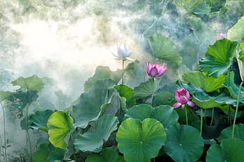 verde, taro pictura de arta de plante, lotus, vară, hasuike, rece, fum