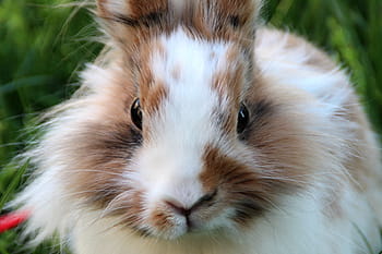 rabbit, lion's animal, close-up, fluffy fur, outdoor setting, nature, wildlife, cute animal, brown and white, whiskers, green background