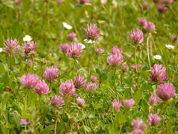 rødkløver, Klee, spids blomst, foderplante, lyserød, eng, græs