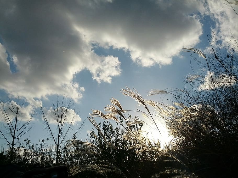 Reed, Cloud, Nature, Light, sky, autumn, landscape, pool, silver grass, plants, autumn sky