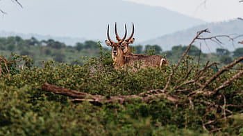 two, reindeer, standing, grass field, fawn, deers, daytime, deer, animal, horn, wildlife