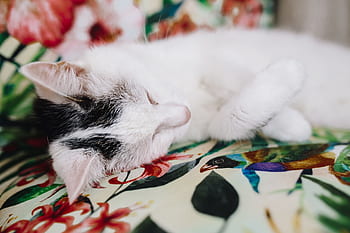 kursi, bersantai, membelai, hewan, imut, kucing, kucing putih, sedang tidur, manis, tidur sebentar, kelucuan