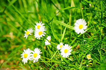 sedmikráska, květ, bílý, bellis filozofie, víceletý sedmikráska, tausendschön, monatsroeserl, m p, malá sedmikráska, kompozitů, asteraceae