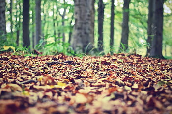 selective, focus photography, dried, leaves, floor, autumn leaves, forest floor, forest, nature, foliage, trees