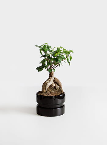 zelená listová rostlina, zelená, listnatý, rostlina, Černá, hrnec, ještě pořád, položek, věci, bonsai, kořeny