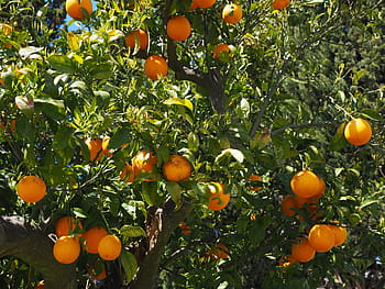 pomeranče, ovoce, citrusové plody, strom, listy, estetický, brčál, citrus, diamantová zelená, rutaceae, citrusový strom