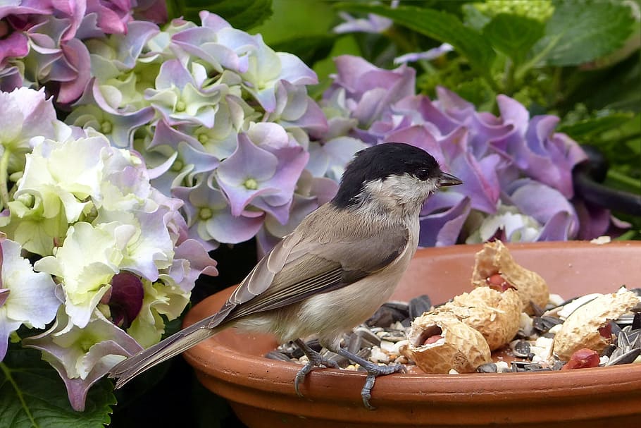 Bird, Marsh Tit, Parus Palustris, feeding place, garden, one animal, flower, animal themes, animal wildlife, animals in the wild