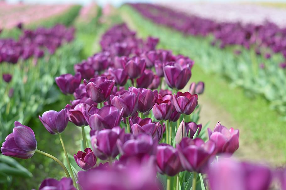 Tulips, Washington, Flower, northwest, purple, squat, valley, colorful, pacific, spring, nature