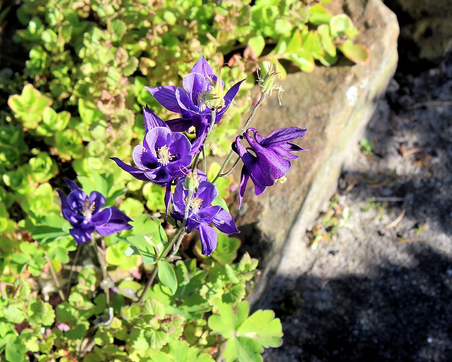 akelei, flower, purple, nature, garden, spring, summer
