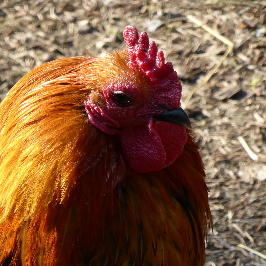 hahn, comb, bird, head, bill, feather, animal, plumage, gockel, poultry, cocks