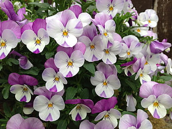 Viola, White, Purple, Violet, Plant, purple, violet plant, violet, flower plants, spring, petals, pansy